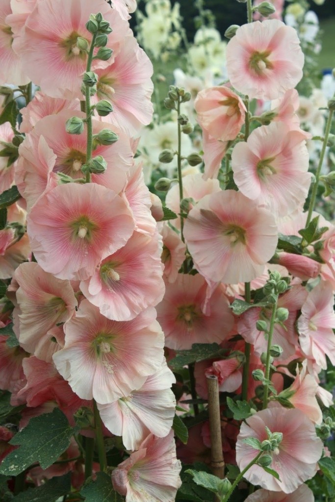 Hollyhocks